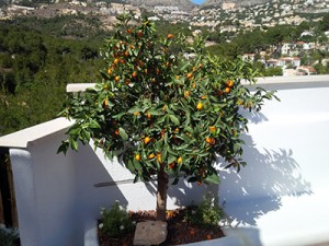 Kumquat