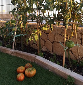 tomates raff ecológicos